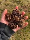 25 Giant Sequoia Pine Cones For Crafts  Holiday Decorations And More 