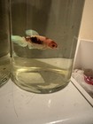 Live Male Betta Fish - Orange white Aggressive Freshwater Tropical Beginner