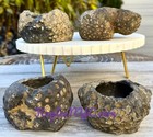 Wholesale Lot 4 Pcs  Natural Fossil Coral Crystal Healing 3 2-3 5lbs