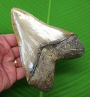 5   3 4     Megalodon Shark Tooth Real Fossil W  Display Stand No Restorations