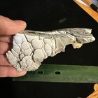 Polished Dragon Skin    kenworth   Fordite Specimen 
