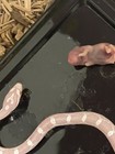 Female  Baby Snow Corn Snake