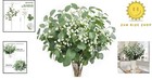 5 Eucalyptus Stems   6 Baby s Breath Flowers - Lasting Eco-friendly Centerpieces