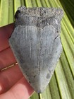 Natural Beautiful 2 46    Megalodon Tooth Fossil Shark Teeth