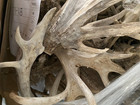 Bulk Deer Antlers Whole Racks     Grade B c - For Crafts Or Dogs