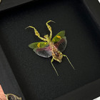 Real Framed Mantis Taxidermy Entomology Insect Wall Art For Studio Office Decor