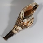 Japanese Antique Samurai Horagai Conch Shell Trumpet 29cm