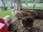 Mixed Colors   Assosted Coturnix Quail Fertile Hatching Eggs - 18  Count