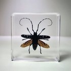 Longhorn Beetle In Resin  Bug Display Wings Open  Anoplophora Chinensis