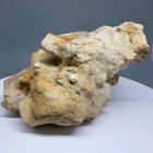 Stunning In Matrix 2 36  Fossil Extinct Mako Shark Tooth - Bakersfield  Ca