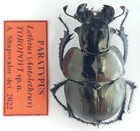 Coleoptera Geotrupidae Lethrus  autholethrus  Toropovi Paratype Kyrgyzstan