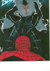 Adam Hughes Signed Marvel Comics Art Print   Black Cat   Spider-man