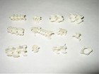 Lot Of Real Norway Rat Vertebrae Rodent Bones Animal Spine Skeleton Taxidermy