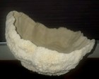 Exquisite Extra Large Natural Dried Mushroom Coral Bowl 8 1 3 Pounds 
