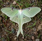 Real Luna Moth Wing Pendant Butterfly Jewelry  Moth Cottagecore Necklace