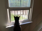 Wood Window Guard Pet Safety Barrier Custom Sizes