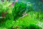 African Water Fern - Submersed Grown Aquarium Plant