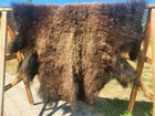 Fresh Tanned Wild Montana Yellowstone Bison Buffalo Robe Blanket Leather Antler