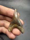 Top Quality Peruvian Mako Shark Tooth 1 95    No Repair