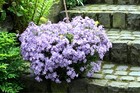 Purple Phlox Seeds For Planting - 1100  Creeping Flower Seeds 