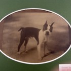 Original Photo Of A Boston Terrier Akc  77 908 Crown Prince Iii Taken In 1915