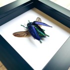 Blue Jewel Beetle  polybothris Sumptuosa  Deep Box Frame Display Insect Bug 