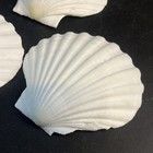 3 Large Natural Sea Scallop Shells Lot Wedding Crafts 4    Beach Decor Dish Real