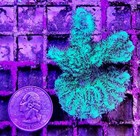 Large Wysiwyg Encrusted Neon Green Hydnophora Live Coral Frag Free Shipping 