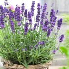200  Vera Lavender Seeds English Lavender Herb True Lavender Perennial Herb Usa