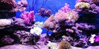 Aquarium Background Poster Coral Hd Fish Tank Decorations Landscape 24 48 72