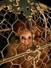Haunted Possessed Doll Vessel In Cage  Mischief  Trickster Spirit  Paranormal