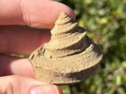 Fossil Gastropod Worthenia Tabulata Xl Texas Pennsylvanian Age Mineral Wells Fm