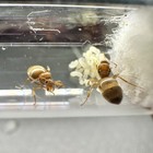 Queen Ant Bonded Pair False Honey Pot Winter Ant Queens For Long Term Ant Colony
