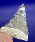 Uniquely Patterned 1 28    Great White Shark Tooth Fossil Real Shark Teeth Fossils