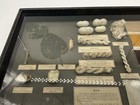 Antique Shadow Box Display Diorama Silk Product Samples Philadelphia Museum