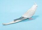 Shine G Tenori Inko White Faced Cockatiel Quarrion Parrot Bird Figure Us Seller