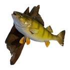 12 5  Jumbo Yellow Perch Fish Taxidermy Professionally Mounted On Driftwood Vtg
