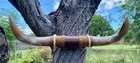 Mounted Steer Bull Horns Cow Boy Horn Longhorns 16 1 2  Wide Long  2