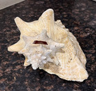 Bahamas Large Conch Seashell Ocean Beach Decor Nautical Decorative Sea Shell 10 