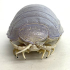 Nature Techni Colour Figure Giant Isopod Bathynomus Giganteus Ikimon Japan