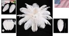 Natural White Ostrich Feathers 24pcs  8-10in  - Ideal For Parties   Centerpieces