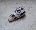 Conus Striatus Rare  Beautiful Shells Red Sea Shell Nice Pattern Specimen 88 Mm