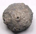 Big Megistocrinus Crinoid Calyx Michigan Devonian Fossil Alpena Formation