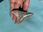 Golden Beach Megalodon Shark Tooth Venice Fl Top 1  Quality 3 23