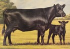 Artist F  C  Murphy 1983 Black Angus Cow   Calf Print American Angus Association