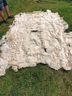 Bear Fur