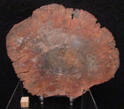   Beautiful Gem Coloration Petrified Wood Slab Slice Rare Madagascar