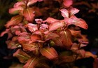 3 Stems Ludwigia Senegalensis  Live Aquarium Plants Beautiful    Free S h Rare  
