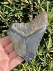 Natural Beautiful 4 06    Megalodon Tooth Fossil Shark Teeth