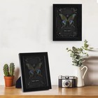 Real Butterfly Framed Butterfly Taxidermy - Butterfly Shadow Box  Real Framed   